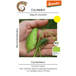 Cyclanthere, Hörnchenkürbis
