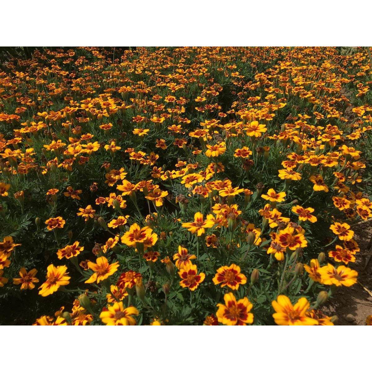 Buntblühende Tagetes Kolibri