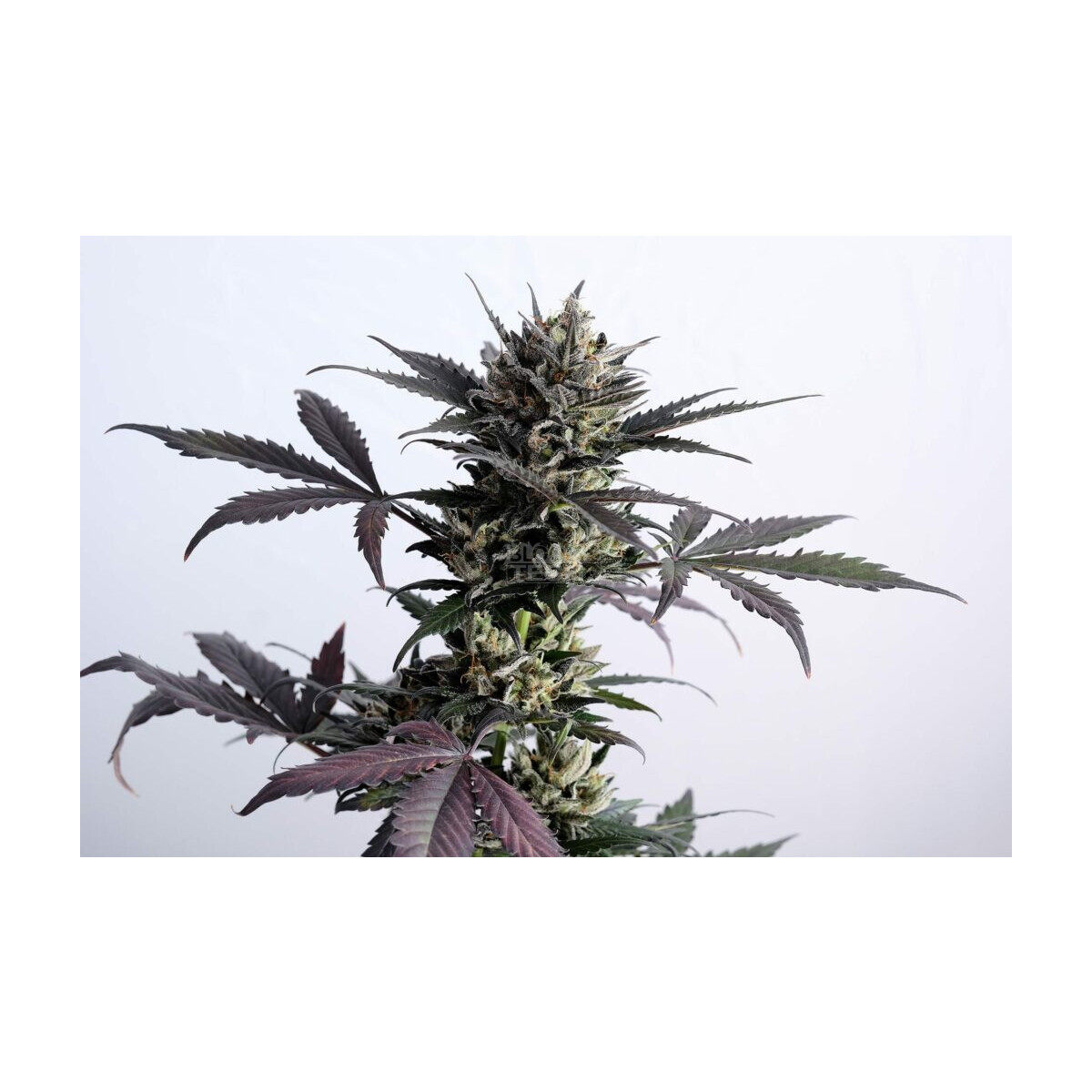 Kannabia Lemon Haze Auto Fem. 3St.