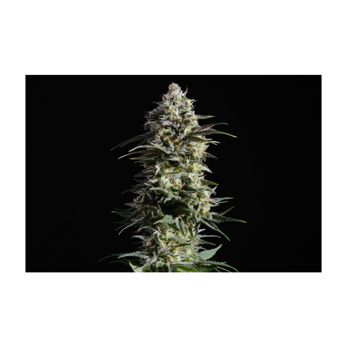 Kannabia Pure Skunk Go Fast Fem. 3St.