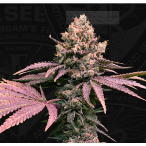 T.H. Seeds London Mint Cake Fem. 6St.