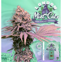 T.H. Seeds London Mint Cake Fem. 6St.