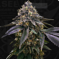 T.H. Seeds French Macaron - Gelato 33 X French Cookies Fem. 6St.