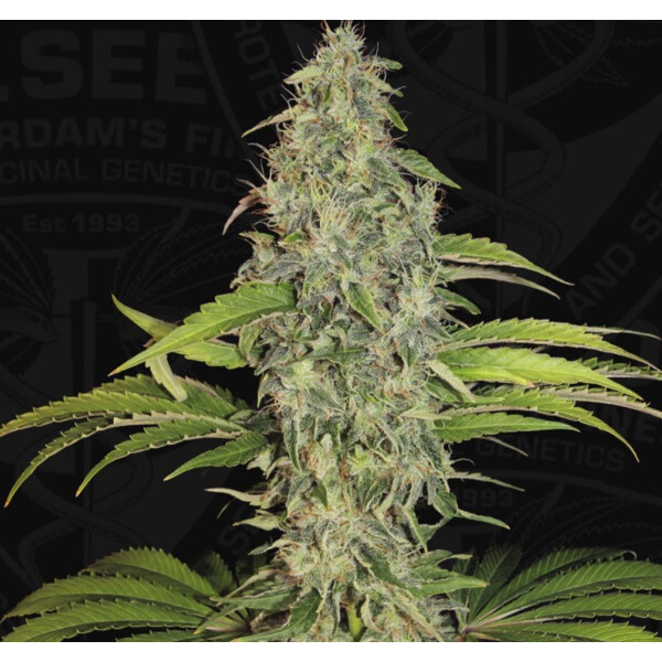 T.H. Seeds S.A.G.E. CBD Fem. 2St.