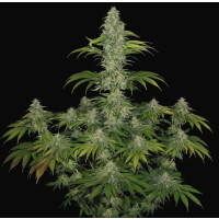 T.H. Seeds S.A.G.E. CBD Fem. 2St.