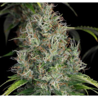 T.H. Seeds S.A.G.E. CBD Fem. 2St.