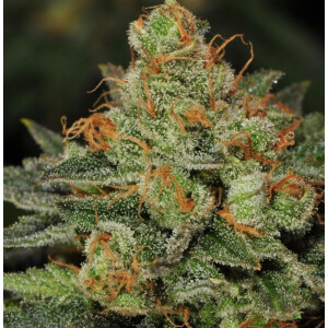 T.H. Seeds Bubblegum Fem. 6St.