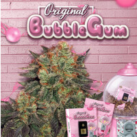 T.H. Seeds Bubblegum Fem. 6St.