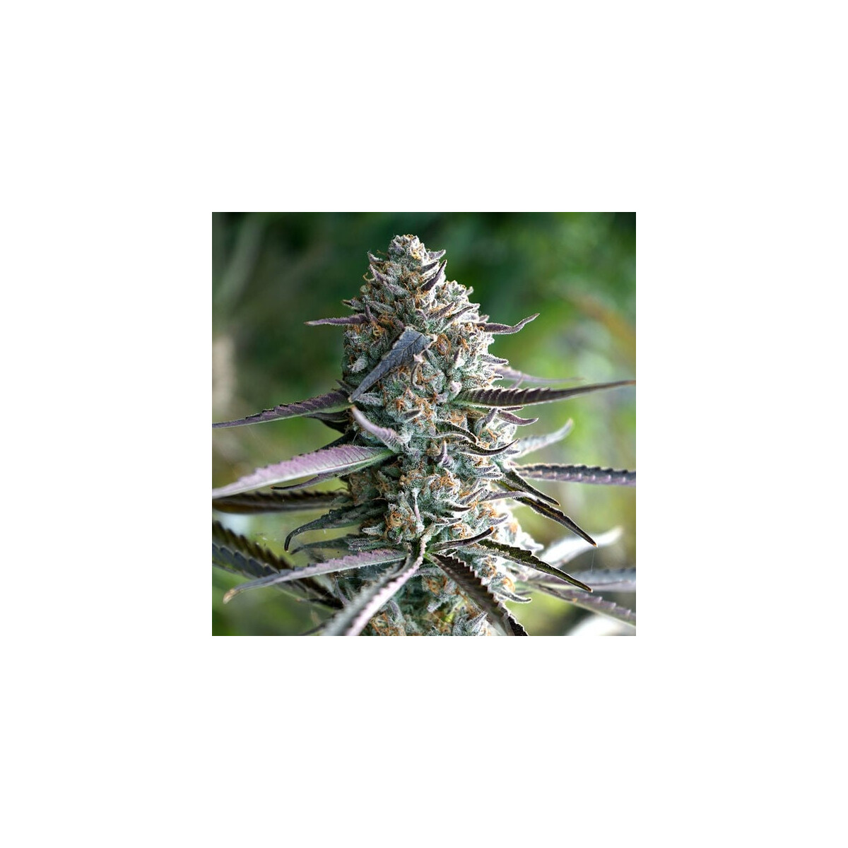 Humboldt Seeds Runtz Fast Flowering Fem. 3St.