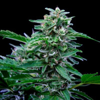 RQS Stress Killer Automatic CBD Fem. 3St.