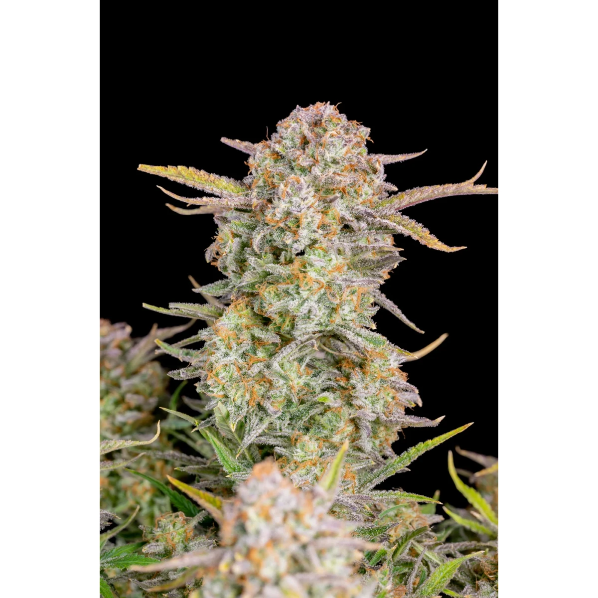 Fastbuds Bruce Banner Auto Fem. 3St.