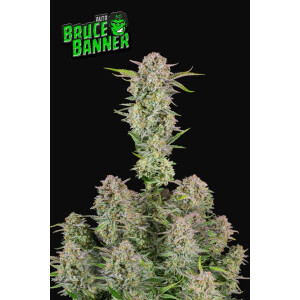 Fastbuds Bruce Banner Auto Fem. 3St.