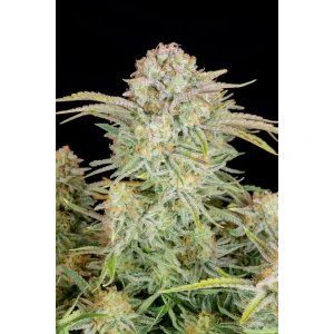 Fastbuds Bruce Banner Auto Fem. 3St.