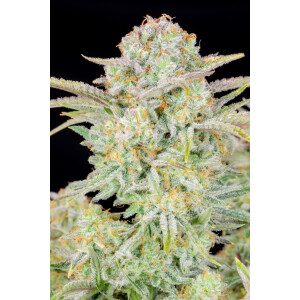 Fastbuds Bruce Banner Auto Fem. 3St.