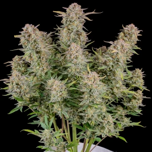 Fastbuds Bruce Banner Auto Fem. 3St.