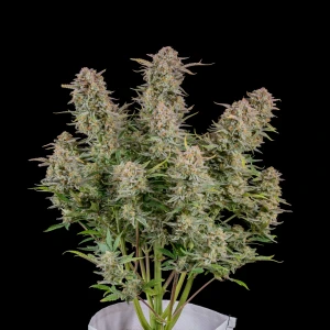 Fastbuds Bruce Banner Auto Fem. 3St.