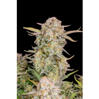 Fastbuds Bruce Banner Auto Fem. 3St.