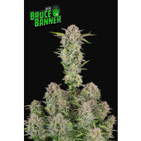 Fastbuds Bruce Banner Auto Fem. 3St.