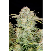 Fastbuds Bruce Banner Auto Fem. 3St.