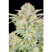 Fastbuds Bruce Banner Auto Fem. 3St.