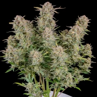 Fastbuds Bruce Banner Auto Fem. 3St.