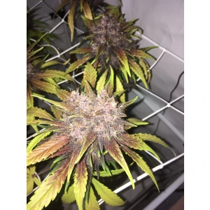 Fastbuds LSD-25 Auto Fem. 3St.