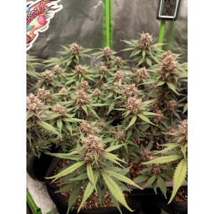 Fastbuds LSD-25 Auto Fem. 3St.