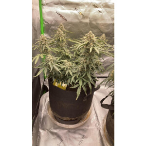 Fastbuds Pineapple Express Auto Fem. 3St.