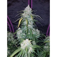 Fastbuds Pineapple Express Auto Fem. 3St.