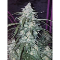 Fastbuds Pineapple Express Auto Fem. 3St.