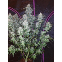 Fastbuds Pineapple Express Auto Fem. 3St.