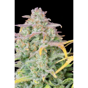 Fastbuds Original Trainwreck Auto Fem. 3St.