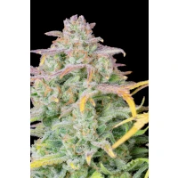 Fastbuds Original Trainwreck Auto Fem. 3St.