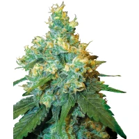 Sensi Seeds Jack Herer Reg. 10St.