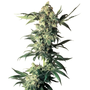 Sensi Seeds Northern Lights Reg. 10St.