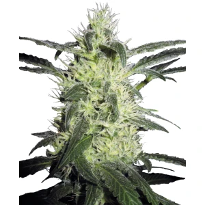 Sensi Seeds Silver Haze Reg. 10St.