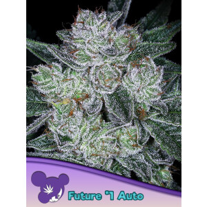 Anesia Future #1 Auto Fem. 3St.