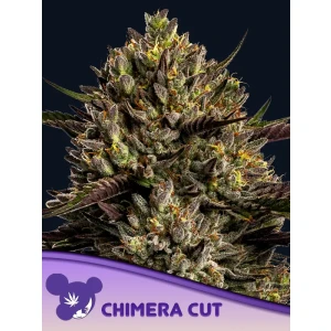 Anesia Chimera Cut Fem. 3St.