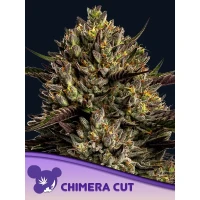 Anesia Chimera Cut Fem. 3St.