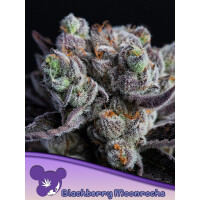 Anesia Blackberry Moonrocks Fem. 3St.