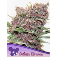 Anesia Gelato Dream Fem. 3St.