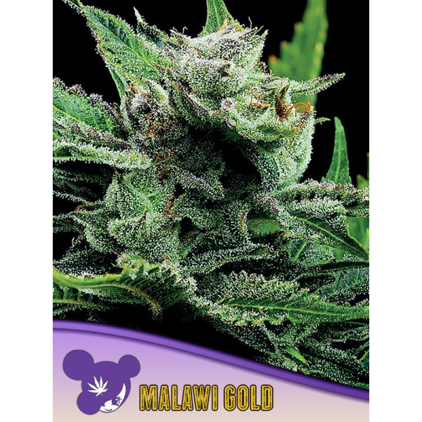 Anesia Malawi Gold Fem. 3St.