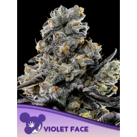 Anesia Violet Face Fem. 3St.