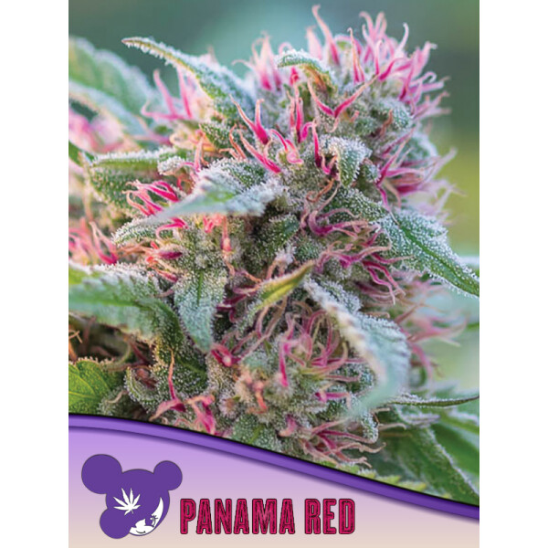 Anesia Panama Red Fem. 3St.