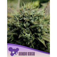 Anesia Hindu Kush Fem. 3St.