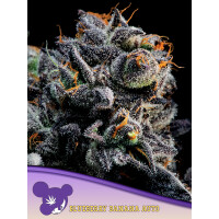 Anesia Blueberry Banana Auto Fem. 3St.