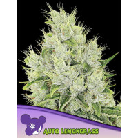 Anesia Lemongrass Auto Fem. 3St.