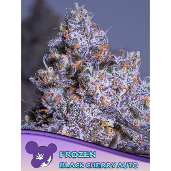 Anesia Frozen Black Cherry Auto Fem. 3St.