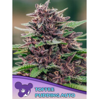 Anesia Toffee Pudding Auto Fem. 3St.